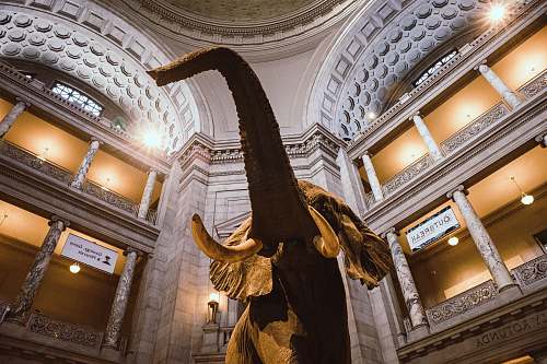 reptile low-angle photography of elephant statue inside building dinosaur