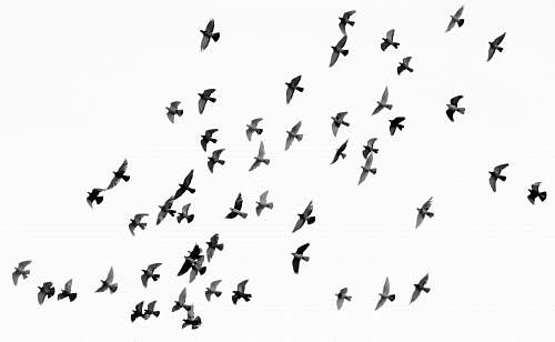 bird low angle photography of flock of silhouette of bird illustration black-and-white