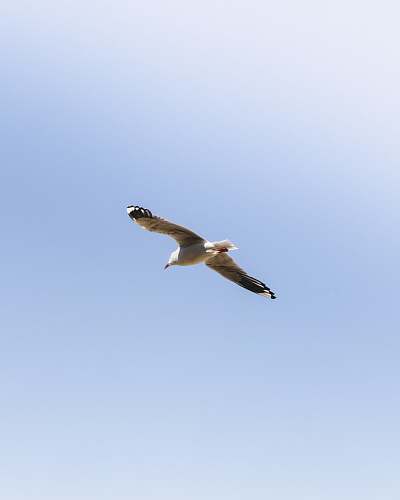 bird low angle view of seagull flies flying