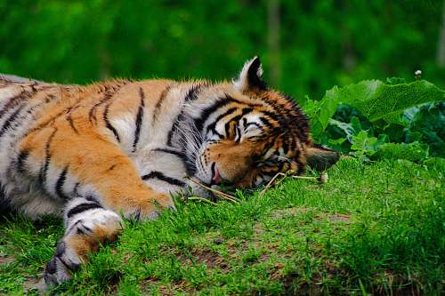 mammal lying brown and black tiger on green grass tiger