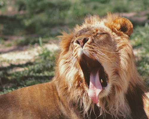 mammal lying lion yawning lion