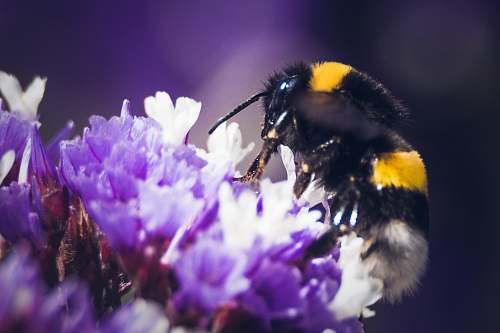 apidae macro photo of bee sipping flowers nectar bee