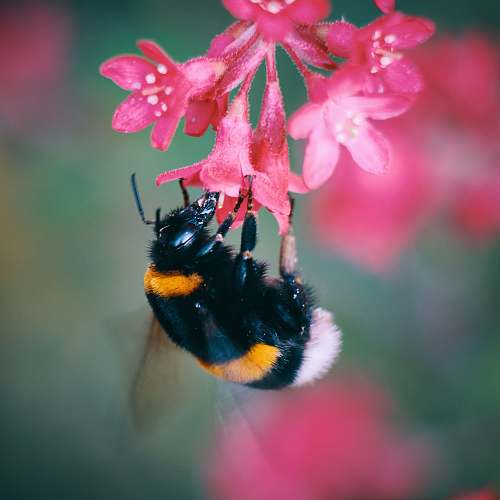 bee macro photo of bee sipping flower's nectar insect