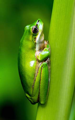 frog macro photo of green frog invertebrate