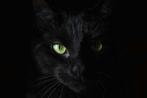 cat macro photography of black cat black