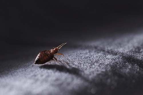 insect macro photography of brown lice invertebrate