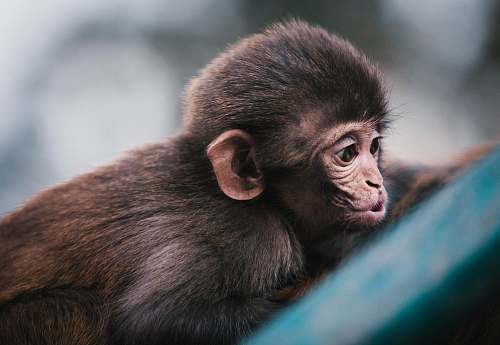 wildlife macro photography of brown monkey monkey