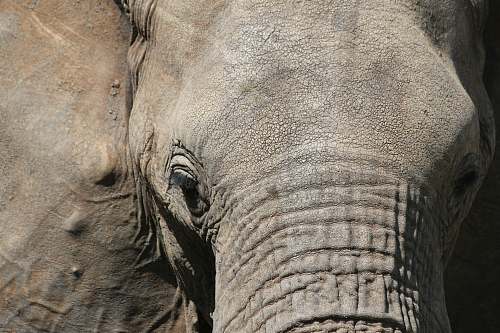 elephant macro photography of elephant mammal