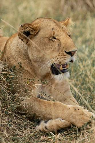 mammal macro photography of lioness lion
