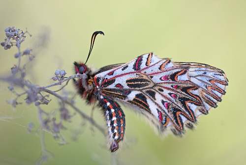 butterfly macro photography of multicolored moth insect