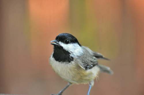 bird macro photography of white and black bird finch