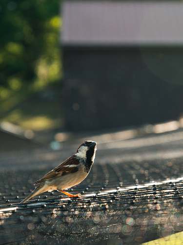 bird macro photography of white and brown b ird on gray surface sparrow