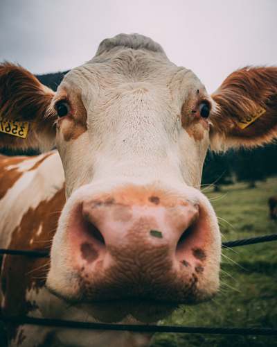 cattle macro photography of white and brown cattle cow