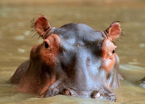 mammal macro shot of black animal hippo