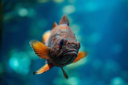 fish macro shot of orange and brown fish underwater