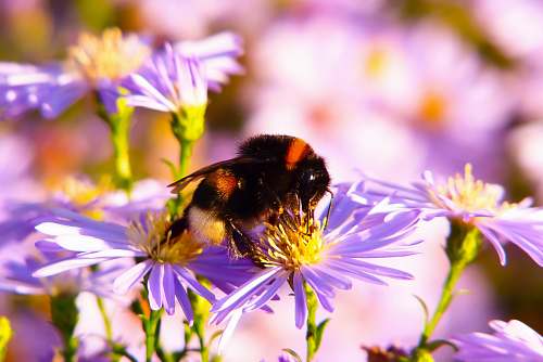 bee macrophotography of bee pollinating flower during daytime honey bee