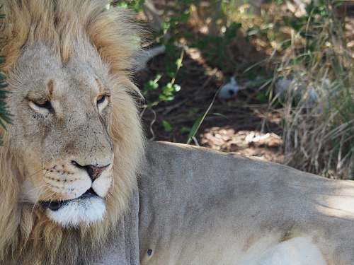mammal male lion lying on ground under shade wildlife