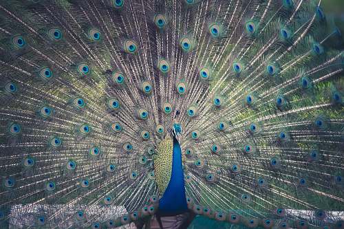 bird male peacock peacock