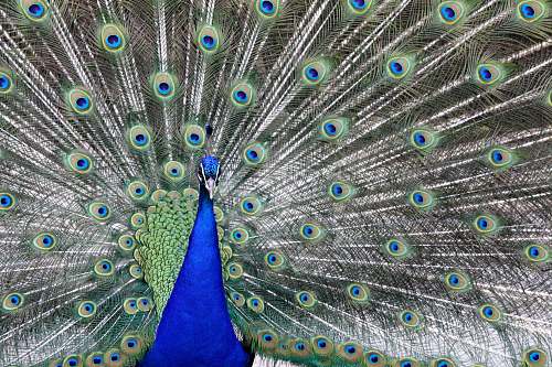 bird male Peacock with spread tail peacock