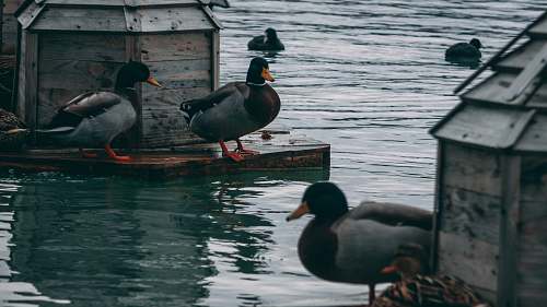 bird mallard duck on dock duck
