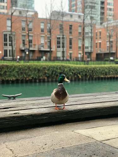 bird mallard duck standing on wooden plank outdoor duck