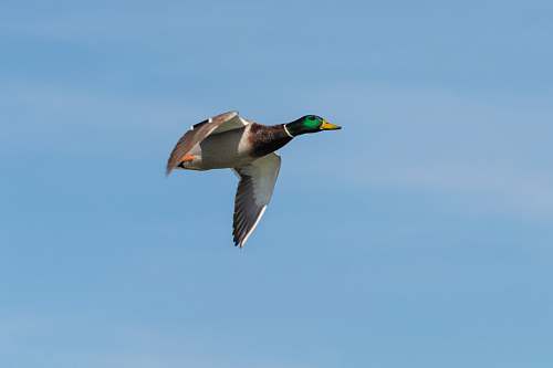 bird mallard duck up in the sky waterfowl