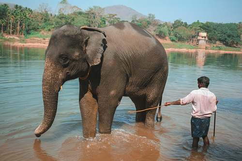 elephant man cleaning black elephant mammal