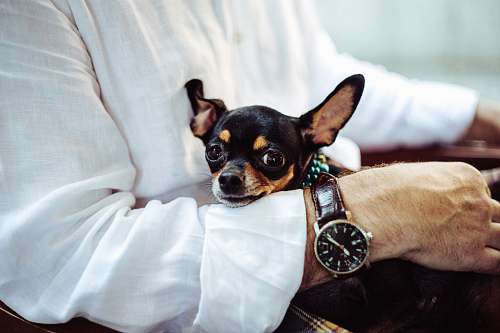 dog man in white dress shirt wearing round analog watch with brown leather bracelet holding black chihuahua during daytime pet