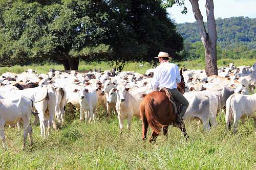 cattle man riding on white cattle near many cattle in green field cow