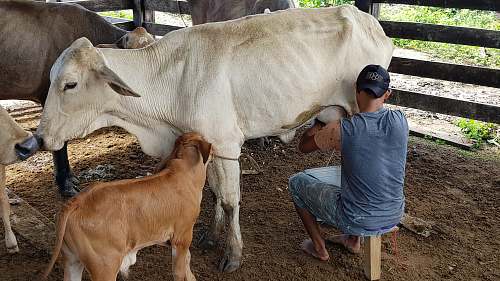 cattle man sitting beside white cattle cow