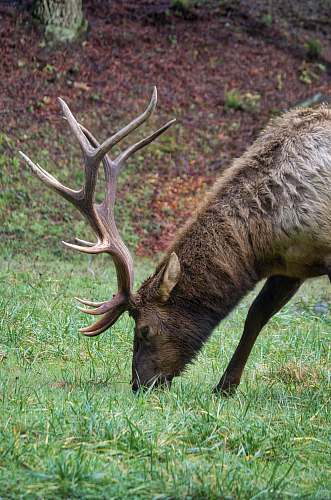 mammal moose on grass kangaroo