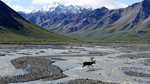 deer moose running on body of water near mountains during daytime wildlife