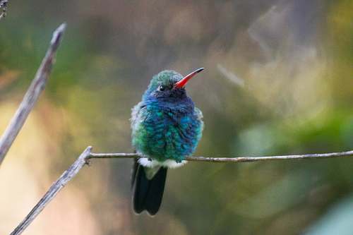 bird Northern Flicke bird on gray twig bee eater