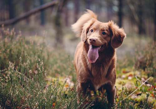 dog nova scottia duck tolling retriever showing tongue on grass field at daytime pet