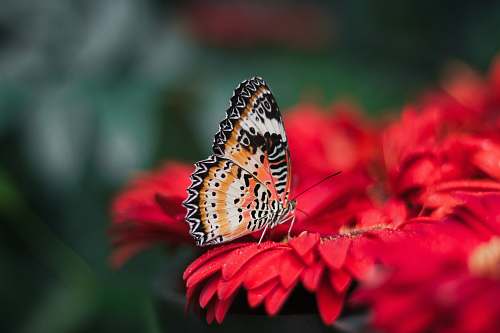 butterfly orange and black butterfly on red leaves insect