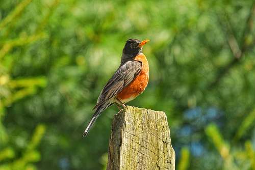 bird orange and black hummingbird robin