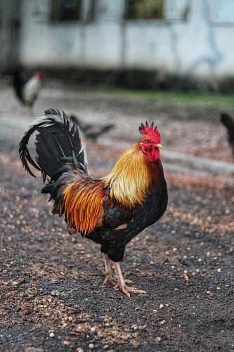 fowl orange and black rooster poultry