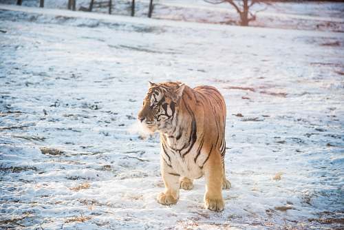 wildlife orange and black tiger standing outdoors tiger
