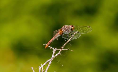 insect orange and gray dragonfly invertebrate
