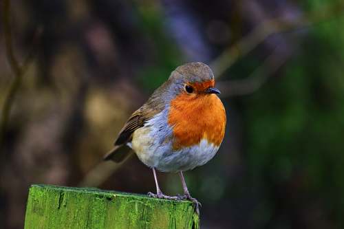 bird orange and grey bird during daytime robin