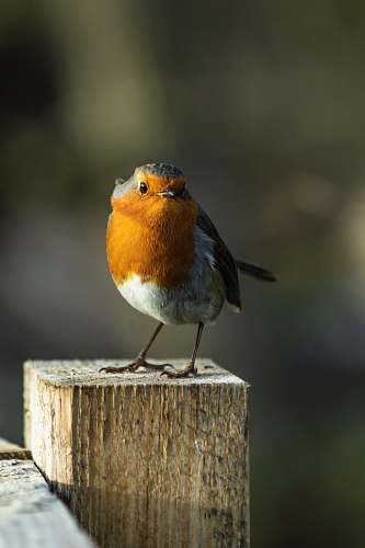 bird orange and white bird on top of brown wooden post robin
