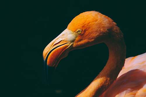 bird orange bird beak