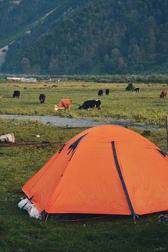 cow orange camping tent cattle