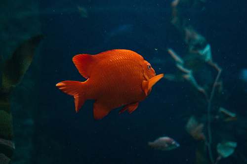 fish orange fish swimming near plant goldfish
