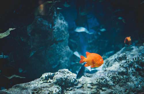 fish orange fish underwater water