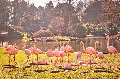 flock orange flamingo bird outdoor during daytime bird