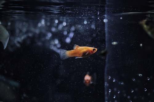 fish orange guppy fish goldfish