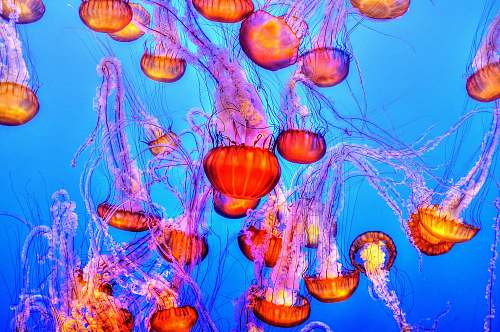 jellyfish orange jelly fishes sea