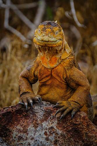 reptile orange lizard on gray rock lizard