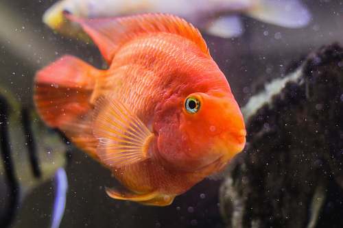 fish orange pet fish goldfish